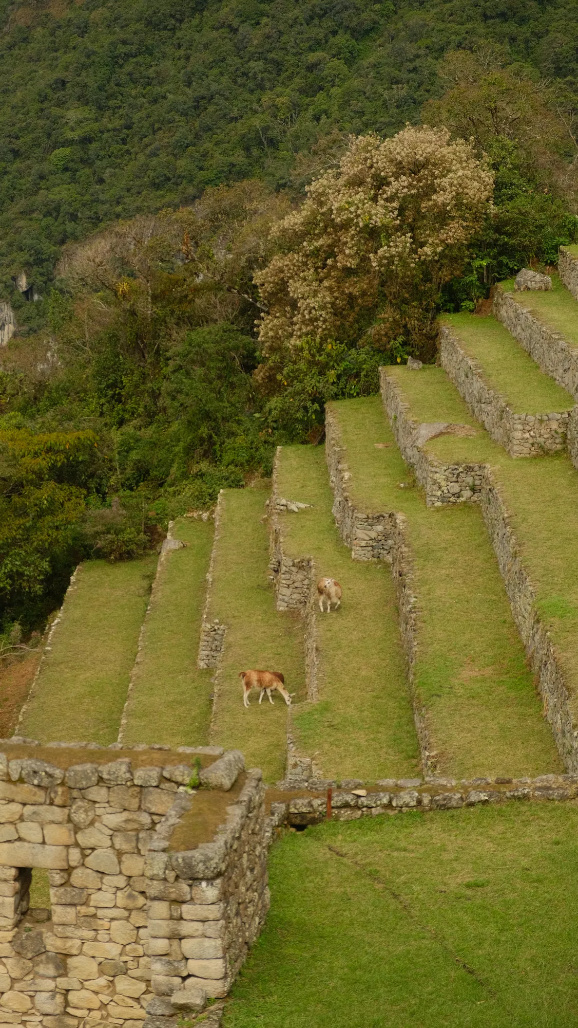 Terraces and ruins at Machu Picchu in the late afternoon light.