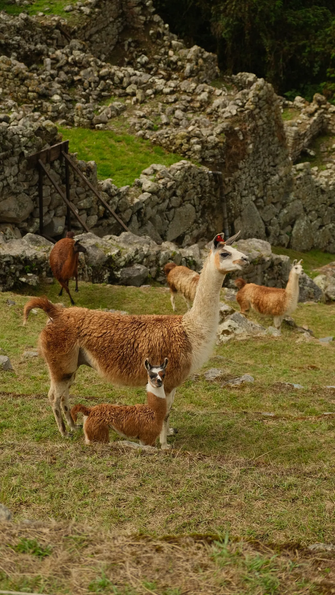 A llama and its calf stand among the stone terraces of Machu Picchu, other llamas grazing nearby.