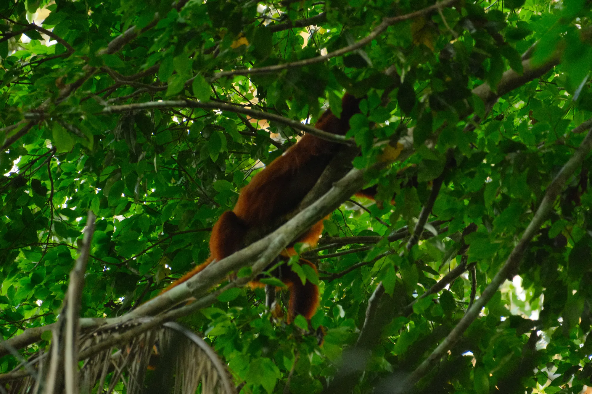 Dense rainforest along the riverbank near Puerto Maldonado in the late afternoon.
