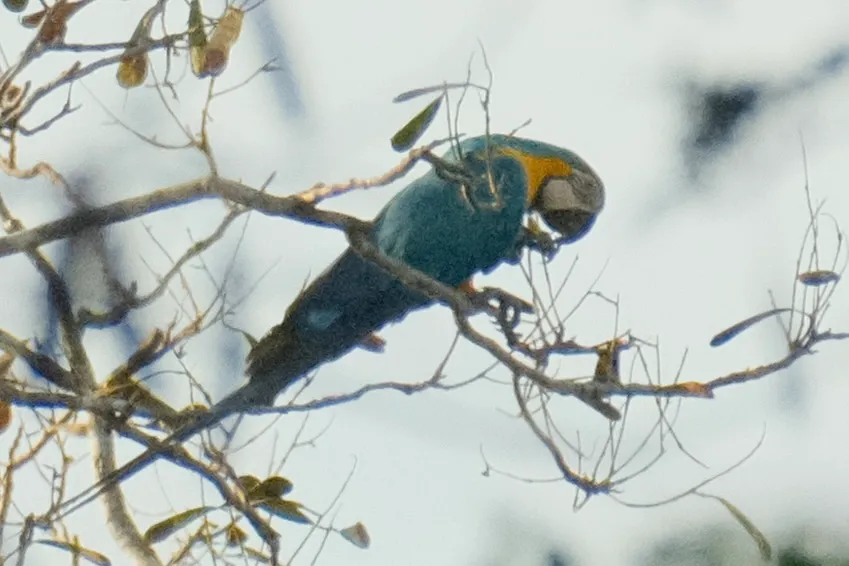 A small bird glimpsed among the branches in the Tambopata rainforest canopy.