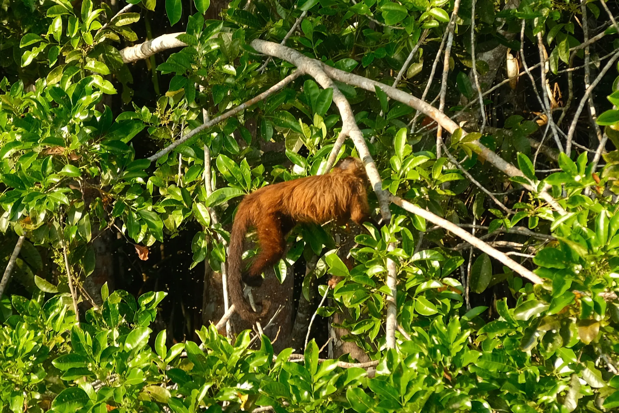 Wildlife spotted along the riverbank in the Tambopata National Reserve, morning light.