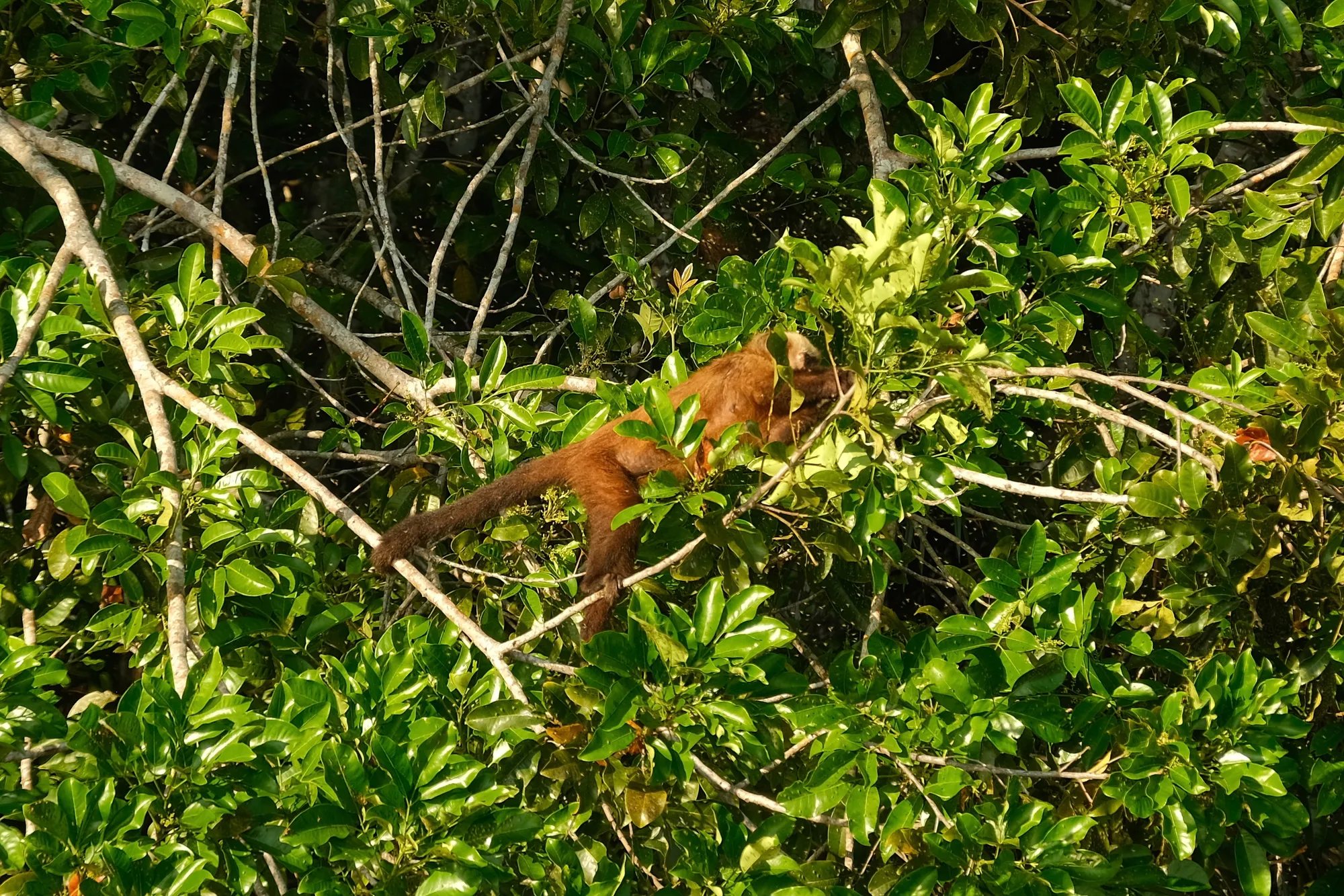 A telephoto view into the rainforest canopy, Tambopata National Reserve.