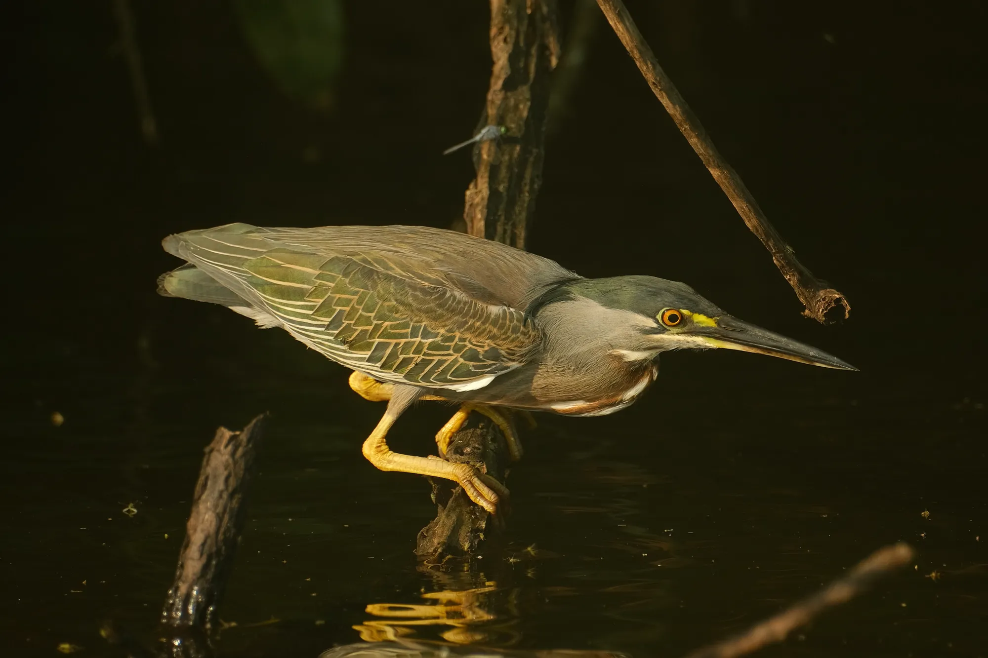 A bird perched at the forest edge along the river, Tambopata National Reserve.