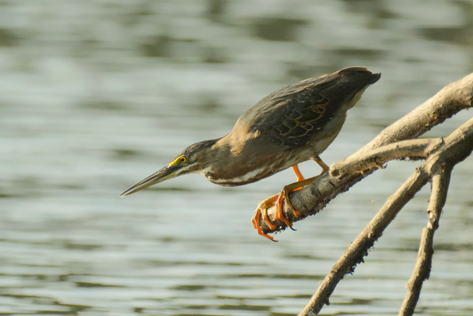 A striated heron leans out from a branch over the river, hunting, in the Tambopata National Reserve.