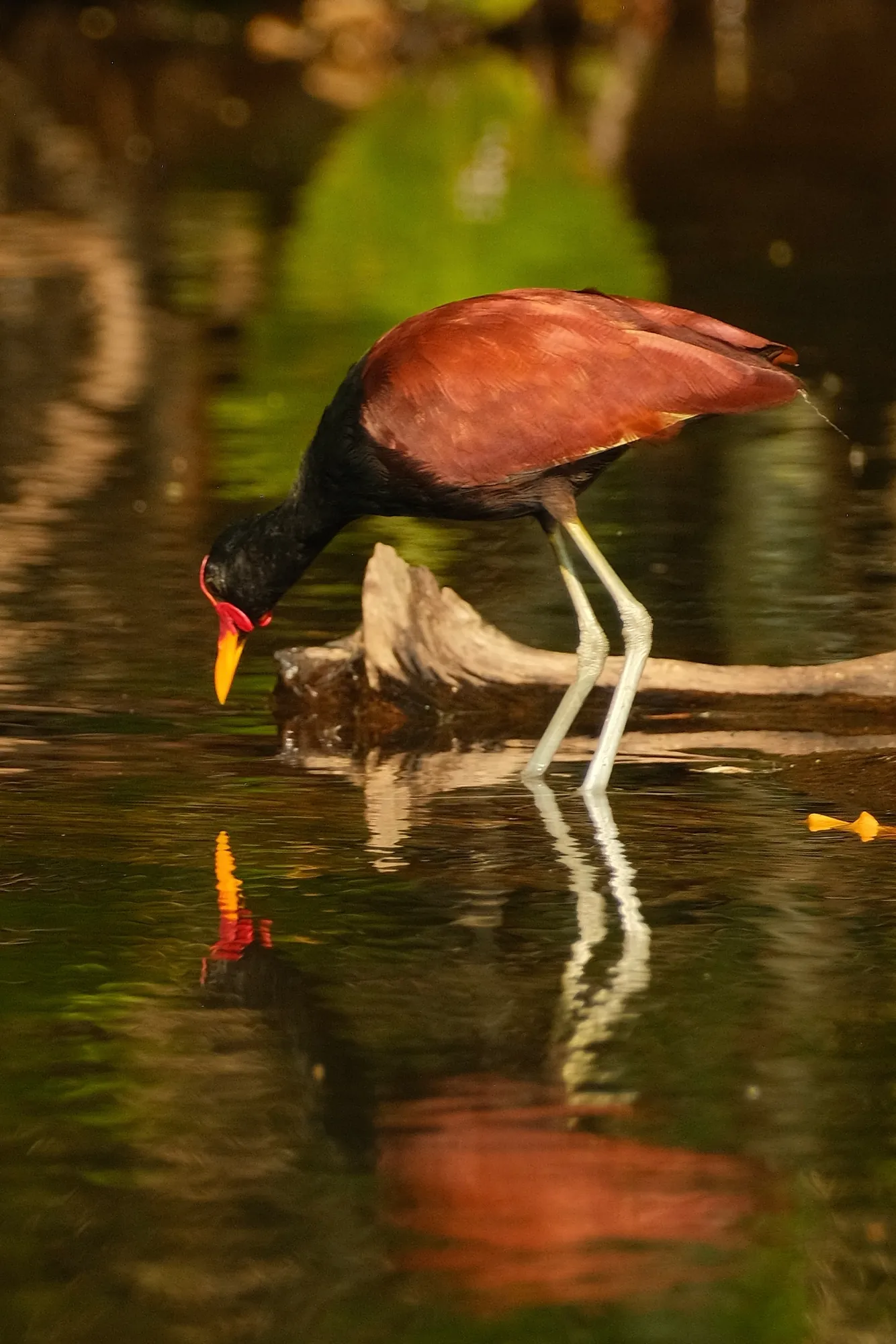 A colorful bird spotted along the riverbank, Tambopata National Reserve.