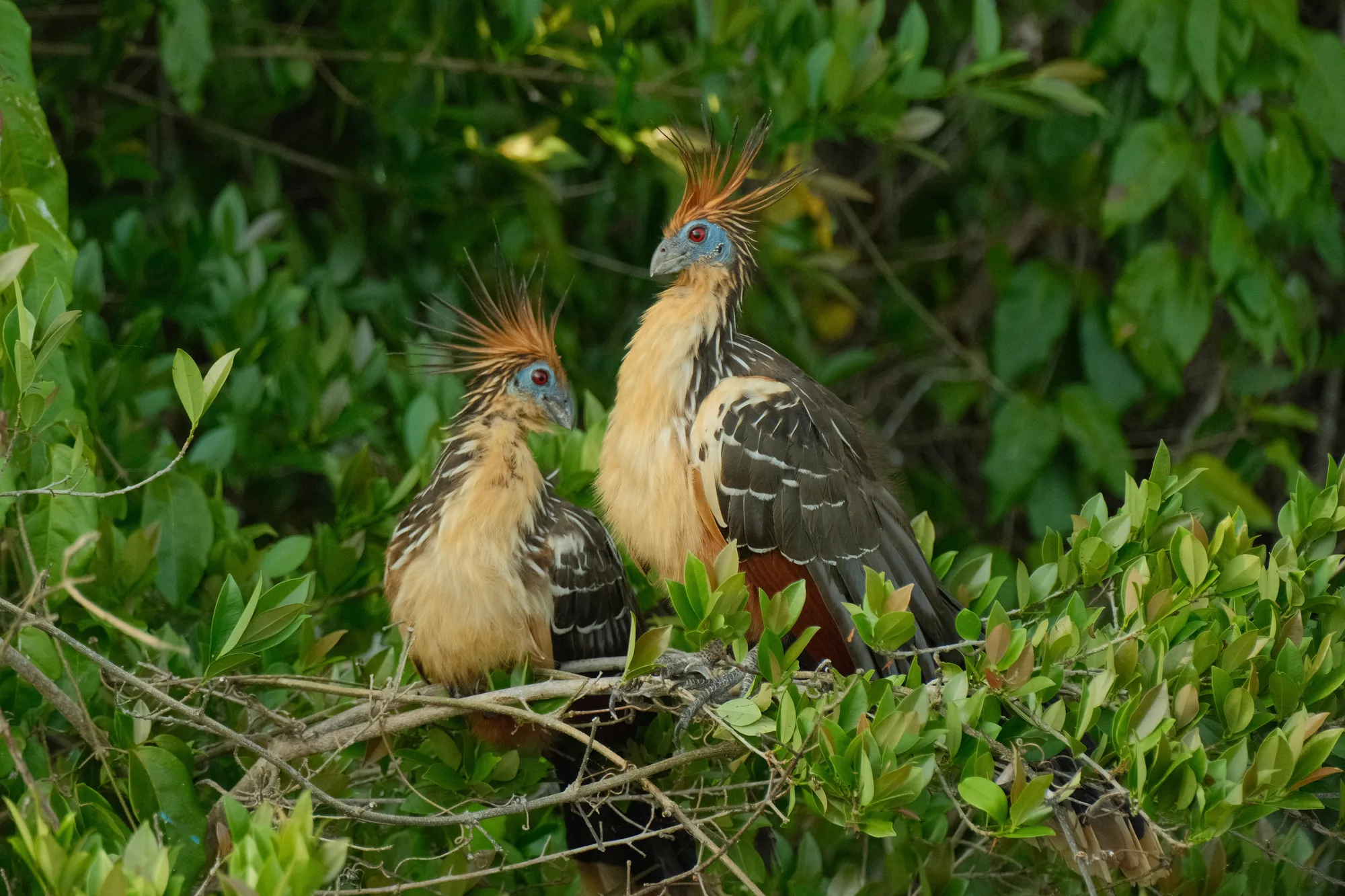 Two hoatzins, spiky-crested birds native to the Amazon, perch together in the foliage at the water's edge.