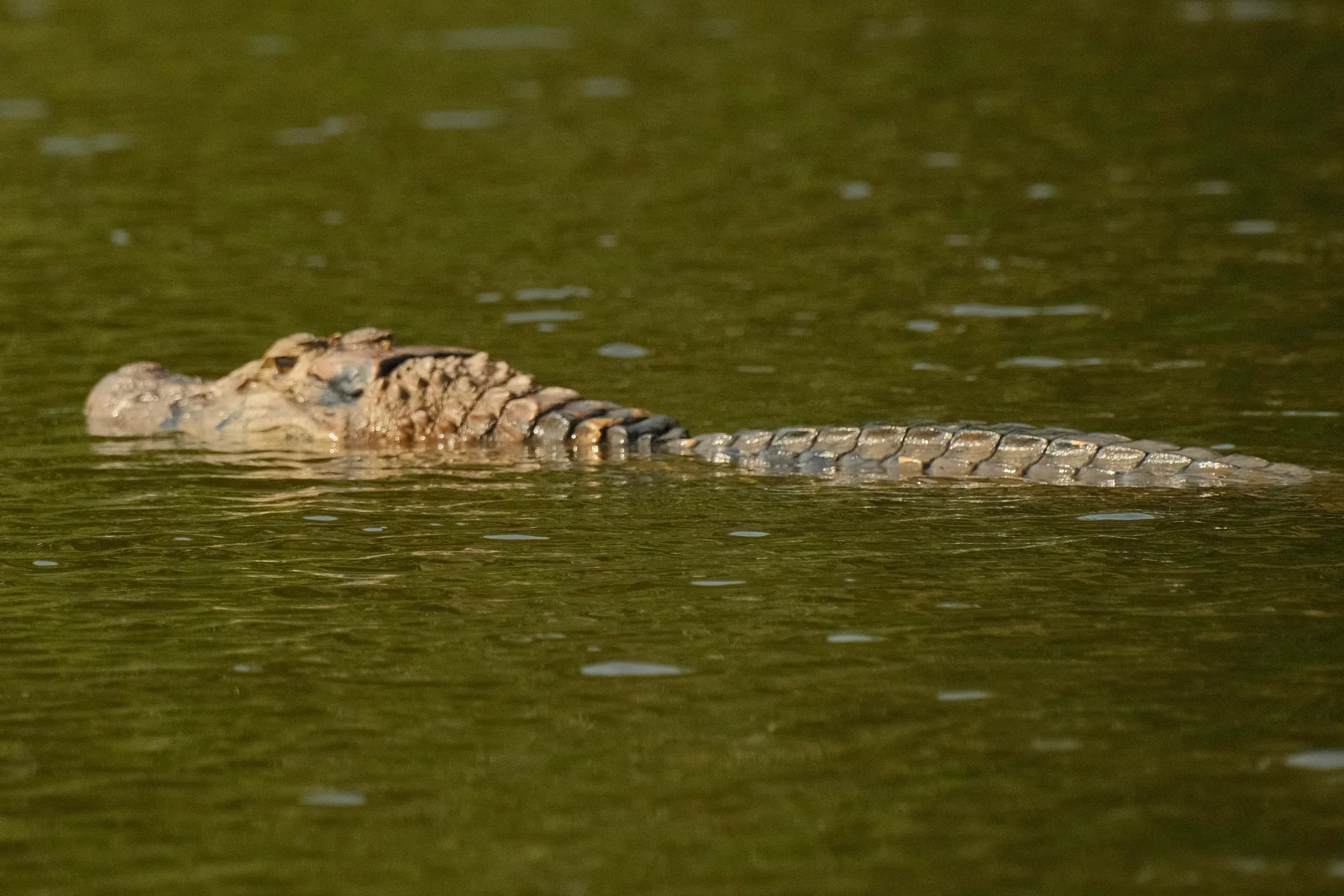 A caiman rests just beneath the surface of the river, only its eyes and scaled back visible above the waterline.