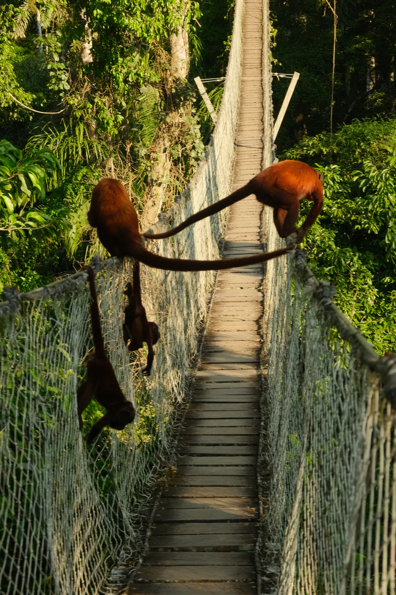 Two red howler monkeys cross a rope canopy bridge over the rainforest, one hanging by its tail below.