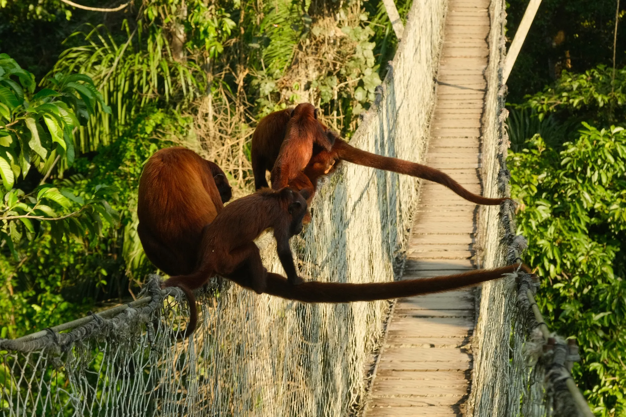 A view along the rope canopy bridge through the Tambopata rainforest, afternoon light.