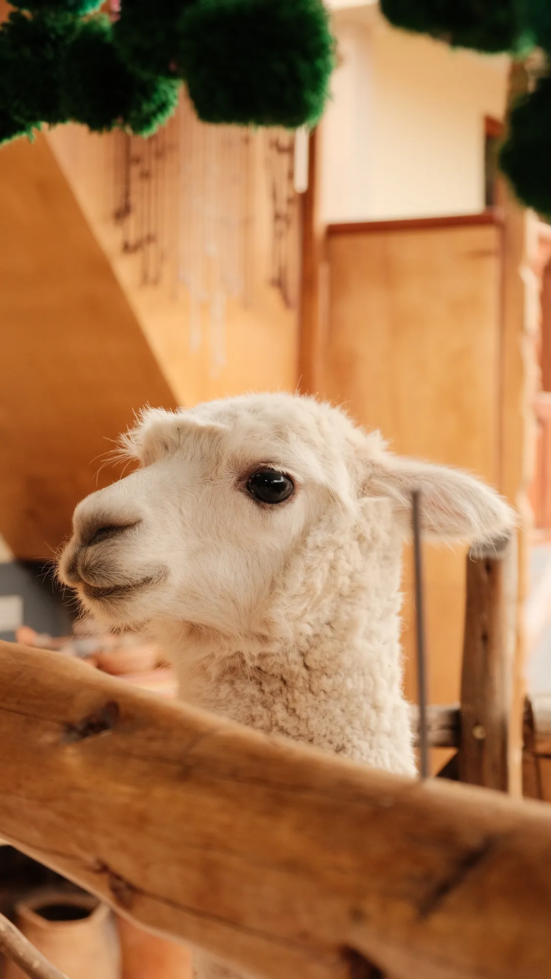 A white alpaca looks over a wooden fence at a highland farm and weaving stop near Chinchero.